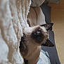 siamese_cat, kitten, blue_eyes, curious, fluffy_blanket, cozy, indoor, cushion, home, pet, animal, feline, soft_texture, resting, cute, young_cat, whiskers, ears, fur, domestic_cat