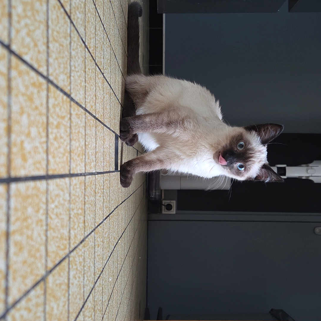 Kyra participe au concours pour gagner de l'argent avec cette photo : animal, blue_eyes, box, cabinet, cat, curious, domestic_cat, floor_tiles, fur, furniture, home, indoor, kitchen, pet, playful, siamese_cat, surprised, table, tongue_out, whiskers