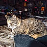 Flip Flop is registered to the contest to win money with this photo: cat, tabby_cat, furniture, indoor, cluttered_room, bookshelf, posters, animal, pet, feline, cozy, domestic, resting, brown_fur, striped_fur, living_room, household_items, dark_furniture, casual, snapshot