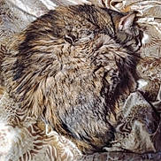 Flip Flop is registered to the contest to win money with this photo: cat, tabby, fur, sleeping, curled_up, bedspread, patterned, cozy, indoor, animal, pet, resting, fluffy, close_up, mammal, whiskers, cute, relaxed, feline, domestic_cat