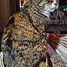 cat, tabby, indoor, pet, feline, fur, animal, bedspread, patterned, cozy, domestic, whiskers, ears, side_view, resting, warm_lighting, home, comfortable, sitting, mammal
