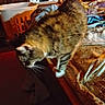 Flip Flop is registered to the contest to win money with this photo: cat, tabby_cat, bed, blanket, laundry_basket, indoor, furniture, patterned_fabric, decorations, cluttered_room, dim_lighting, striped_fur, pet, animal, home, cozy, feline, whiskers, soft_fur, sleeping_area