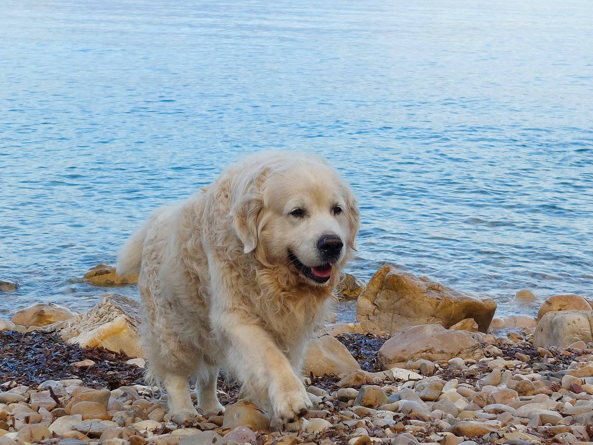 Hector a rejoint le concours — aidez-le/la à gagner de superbes lots ! beach, canidae, carnivore, companion_dog, dog, dog_breed, gun_dog, lake, liquid, ocean, pet_supply, rock, snout, soil, sporting_group, terrestrial_animal, water, working_animal, working_dog