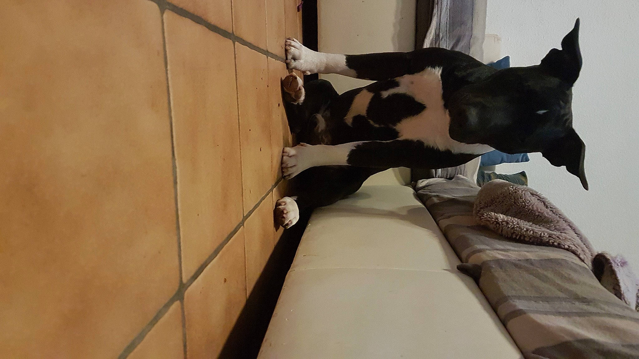 Rosco participe au concours pour gagner de l'argent avec cette photo : basenji, boston_terrier, canidae, carnivore, dog, dog_breed, non_sporting_group, tail