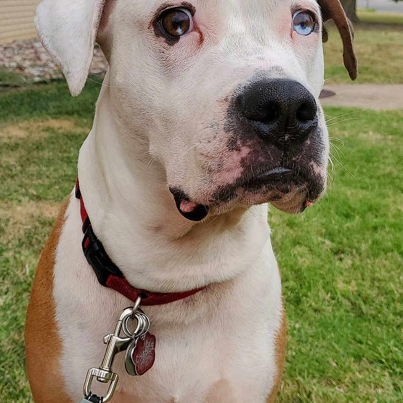 Chance is registered to the contest to win money with this photo: accessories, animal, architecture, boxer, building, bulldog, canine, dog, grass, hound, leash, nature, outdoors, pet, pitbull, plant, shelter, strap, tree, vegetation