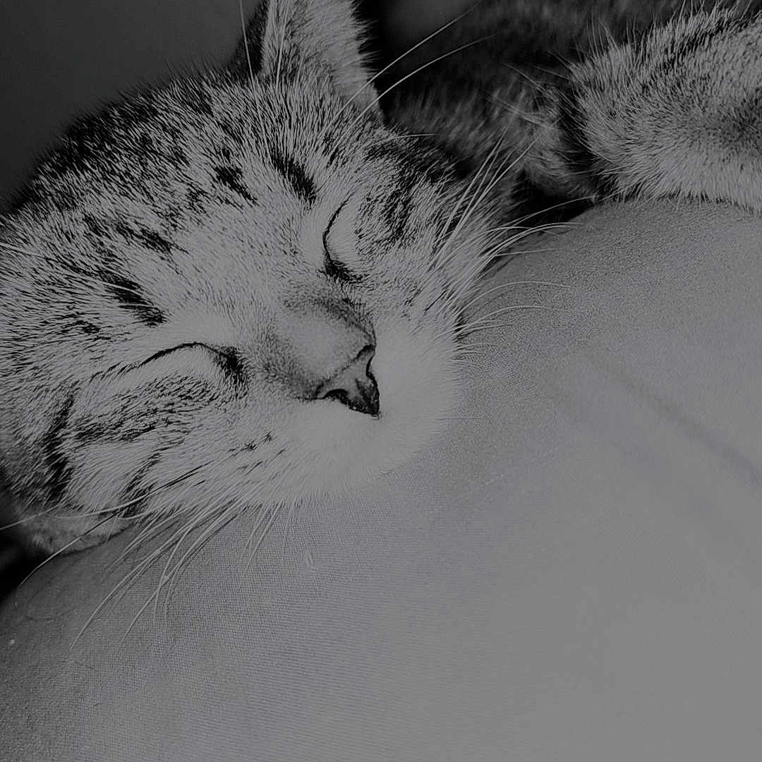 Nala