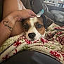 dog, pet, blanket, hand, tattoo, couch, indoor, relaxation, comfort, home, furniture, person, animal, closeup, resting, cozy, living_room, casual, domestic, calm