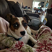 Chon joined the competition — help win amazing prizes! dog, indoor, blanket, living_room, couch, pillow, person, pet, cozy, decor, relaxing, casual, comfort, winter, pattern, fur, animal, home, resting, curious