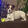 dog, tennis_ball, couch, indoor, pet, brown_and_white, collar, plant, bookshelf, paw, relaxed, toy, furniture, domestic, canine, houseplant, living_room, focused, animal, companion