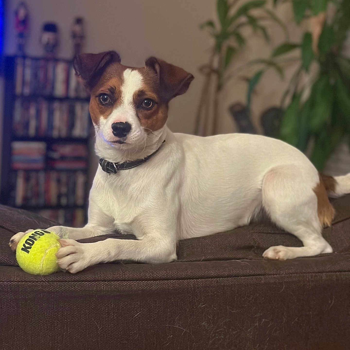 Chon is registered to the contest to win money with this photo: animal, bookshelf, brown_and_white, canine, collar, companion, couch, dog, domestic, focused, furniture, houseplant, indoor, living_room, paw, pet, plant, relaxed, tennis_ball, toy