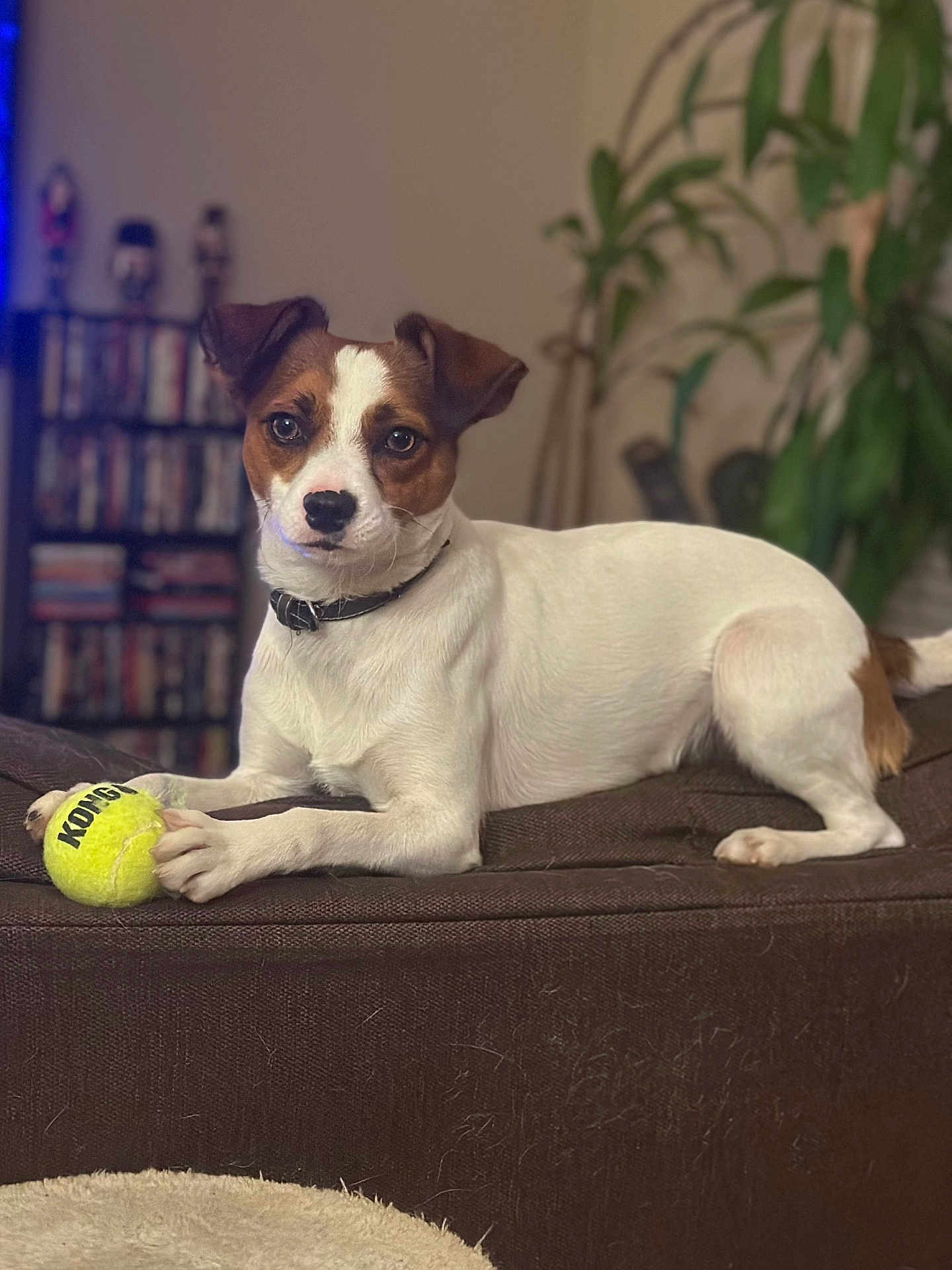 Chon is registered to the contest to win money with this photo: dog, tennis_ball, couch, indoor, pet, brown_and_white, collar, plant, bookshelf, paw, relaxed, toy, furniture, domestic, canine, houseplant, living_room, focused, animal, companion