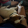 Chon joined the competition — help win amazing prizes! dog, sleeping, lap, person, indoor, couch, legs, relaxation, casual, light_beam, resting, comfort, pet, animal, shorts, blue_shirt, brown_and_white_dog, collar, living_room, human