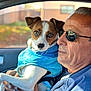 man, dog, blue_jacket, sunglasses, car_interior, holding, pet, close_up, portrait, casual_clothing, seat, window, sunlight, brown_and_white_dog, adult, human, animal, companionship, warm_clothing, indoors