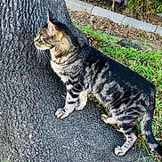 Tritri is registered to the contest to win money with this photo: alert, animal, bush, cat, curious, daylight, feline, fur, grass, mammal, nature, outdoor, pet, side_view, tabby, tree, urban_nature, walking, whiskers, wildlife