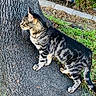 alert, animal, bush, cat, curious, daylight, feline, fur, grass, mammal, nature, outdoor, pet, side_view, tabby, tree, urban_nature, walking, whiskers, wildlife
