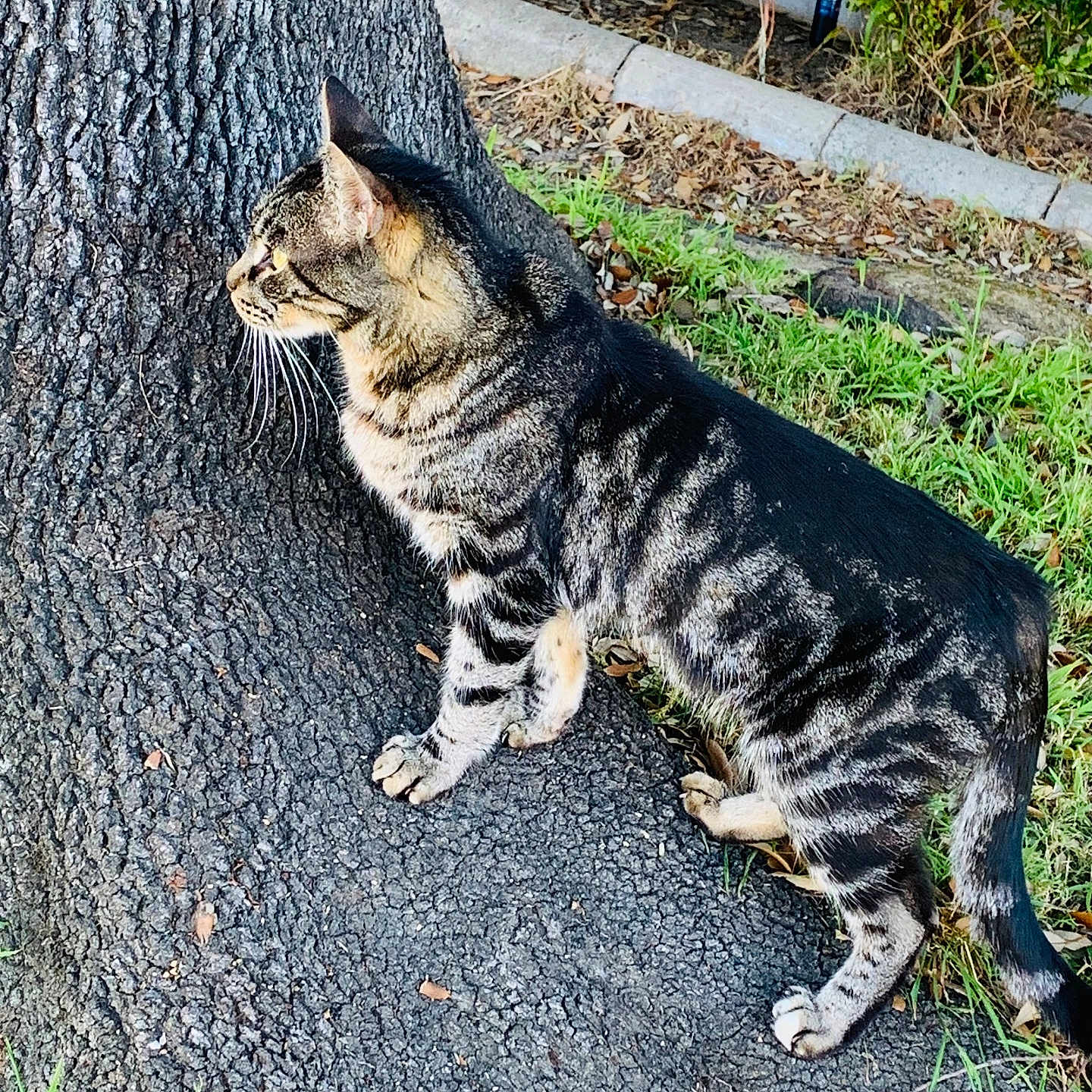 Tritri is registered to the contest to win money with this photo: alert, animal, bush, cat, curious, daylight, feline, fur, grass, mammal, nature, outdoor, pet, side_view, tabby, tree, urban_nature, walking, whiskers, wildlife