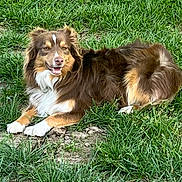 Jasper is registered to the contest to win money with this photo: animal, brown, canine, cute, dog, ears, friendly, fur, grass, happy, laying, mammal, nature, outdoor, pet, playful, smiling, tan, tongue, white