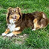 animal, brown, canine, cute, dog, ears, friendly, fur, grass, happy, laying, mammal, nature, outdoor, pet, playful, smiling, tan, tongue, white