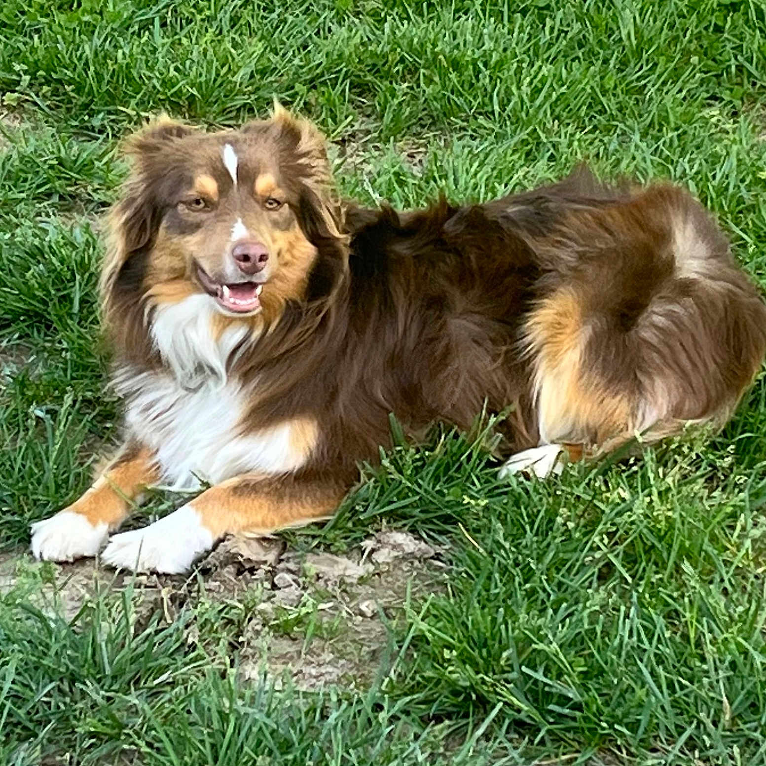Jasper