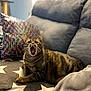 cat, tabby, yawning, mouth_open, couch, blanket, star_pattern, pillow, sequin_pillow, indoor, pet, feline, fur, whiskers, relaxed, home, cozy, animal, mammal, living_room