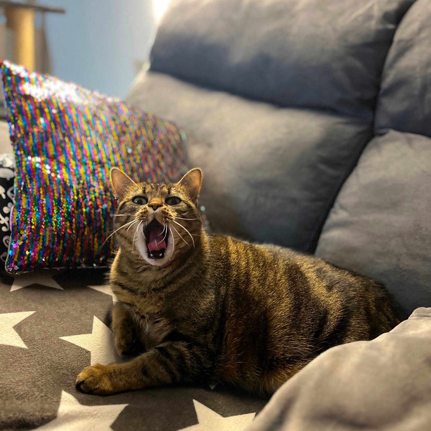Plume participe au concours pour gagner de l'argent avec cette photo : animal, blanket, cat, couch, cozy, feline, fur, home, indoor, living_room, mammal, mouth_open, pet, pillow, relaxed, sequin_pillow, star_pattern, tabby, whiskers, yawning