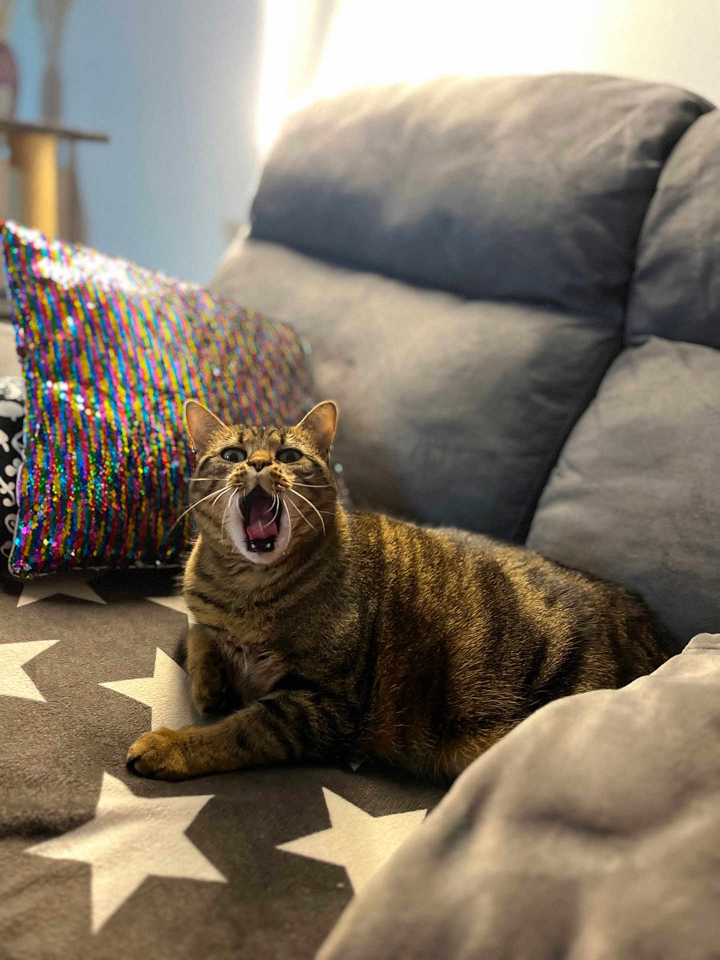 Plume participe au concours pour gagner de l'argent avec cette photo : cat, tabby, yawning, mouth_open, couch, blanket, star_pattern, pillow, sequin_pillow, indoor, pet, feline, fur, whiskers, relaxed, home, cozy, animal, mammal, living_room