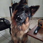 Vaîkan a rejoint le concours — aidez-le/la à gagner de superbes lots ! animal, black_and_tan, chair, close_up, coffee_table, curious, dog, fluffy, furniture, german_shepherd, head_tilt, indoors, living_room, long_hair, pet, pointed_ears, portrait, remote_control, rug, tile_floor