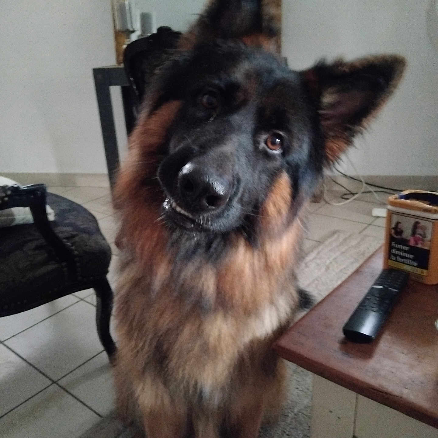Vaîkan a rejoint le concours — aidez-le/la à gagner de superbes lots ! animal, black_and_tan, chair, close_up, coffee_table, curious, dog, fluffy, furniture, german_shepherd, head_tilt, indoors, living_room, long_hair, pet, pointed_ears, portrait, remote_control, rug, tile_floor