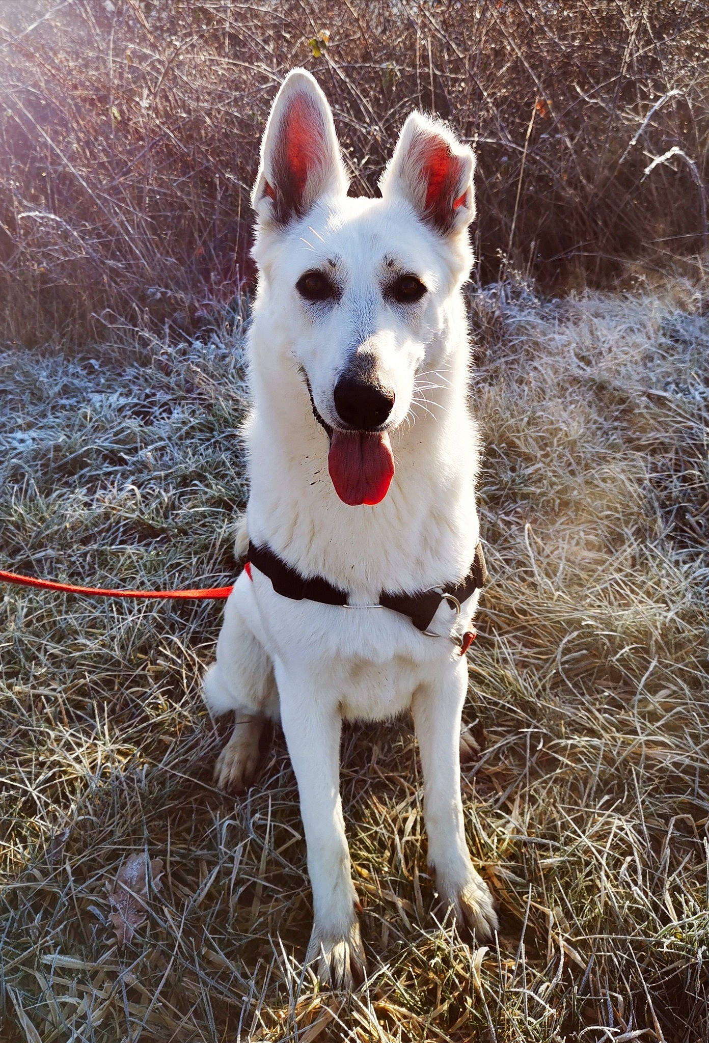 Onix participe au concours pour gagner de l'argent avec cette photo : ancient_dog_breeds, canidae, carnivore, collar, companion_dog, dog, dog_breed, dog_collar, fang, fawn, fur, grass, non_sporting_group, snout, soil, sporting_group, tail, terrestrial_animal, working_animal, working_dog