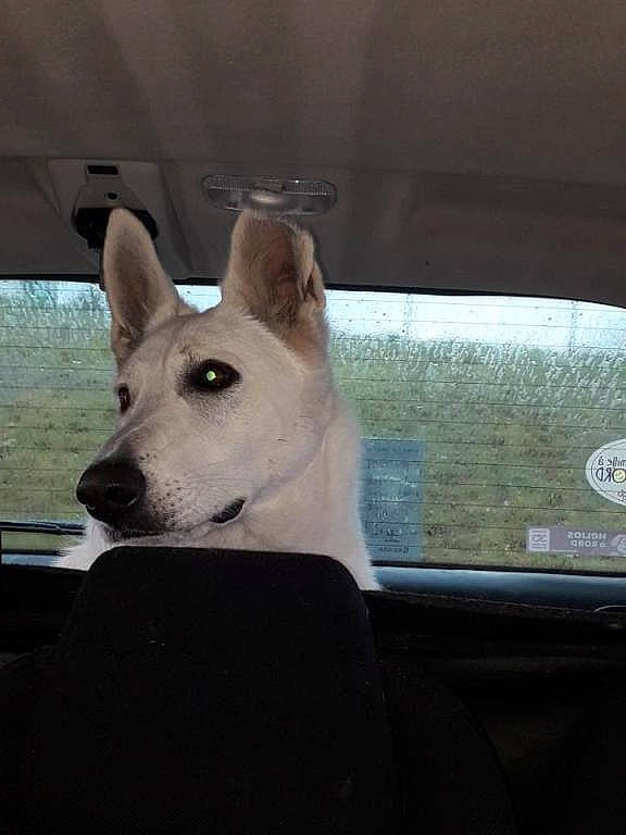 Onix a rejoint le concours — aidez-le/la à gagner de superbes lots ! automotive_mirror, canidae, carnivore, companion_dog, dog, dog_breed, fawn, herding_dog, rear_view_mirror, snout, sporting_group, tail, terrestrial_animal, tints_and_shades, train, whiskers, window, windscreen_wiper, windshield, working_animal