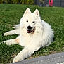 dog, white_dog, fluffy, grass, outdoor, sunlight, pet, happy, relaxed, garden, nature, canine, animal, smiling, fur, laying_down, greenery, daytime, closeup, portrait