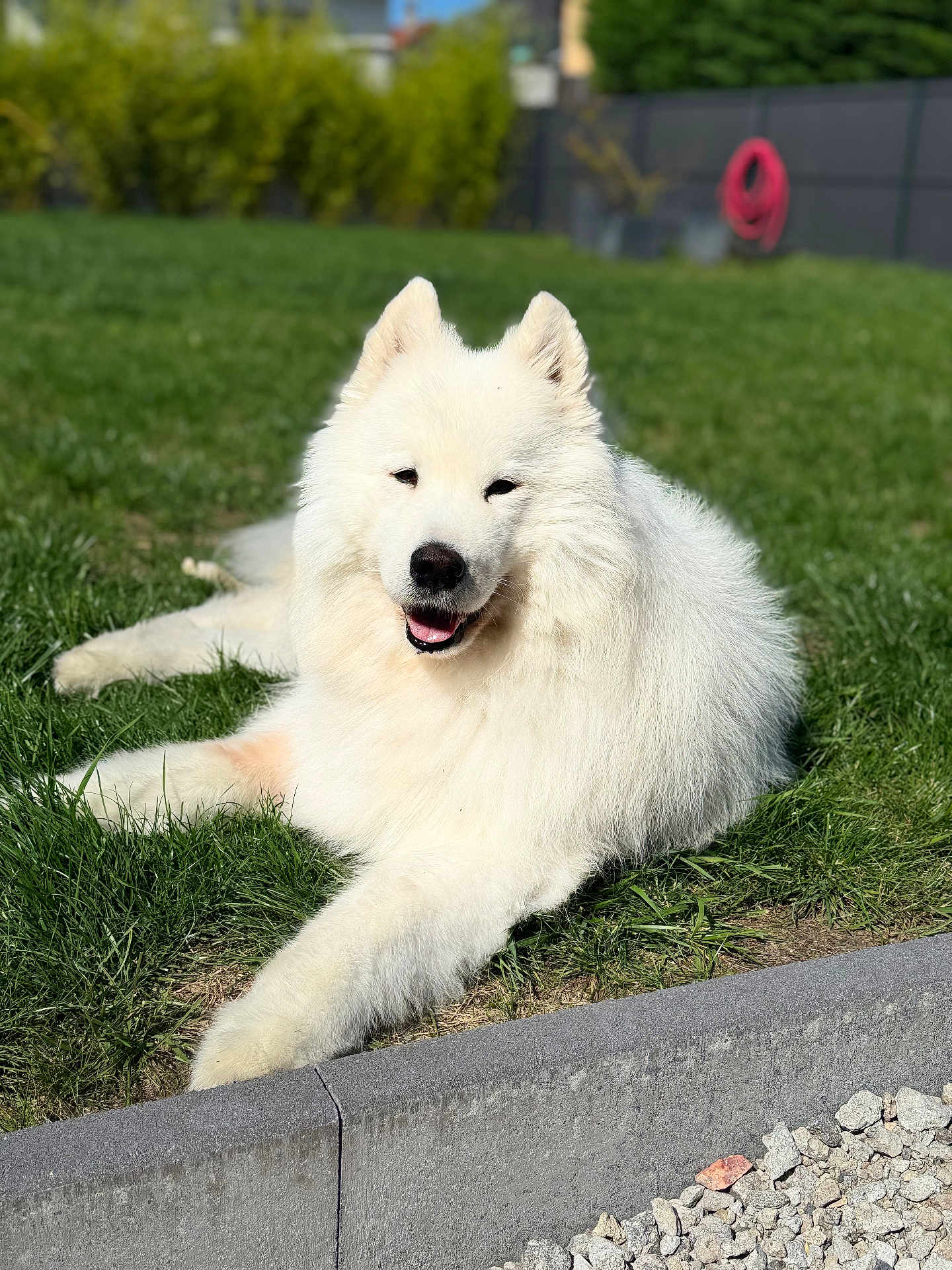 Paxton a rejoint le concours — aidez-le/la à gagner de superbes lots ! dog, white_dog, fluffy, grass, outdoor, sunlight, pet, happy, relaxed, garden, nature, canine, animal, smiling, fur, laying_down, greenery, daytime, closeup, portrait