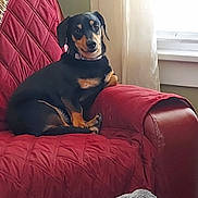 Winston joined the competition — help win amazing prizes! dog, black_and_tan, armchair, quilted, red, indoor, window, curtains, relaxed, pet, canine, furniture, cozy, domestic, companion, sitting, looking, portrait, home, animal