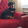 dog, black_and_tan, armchair, quilted, red, indoor, window, curtains, relaxed, pet, canine, furniture, cozy, domestic, companion, sitting, looking, portrait, home, animal