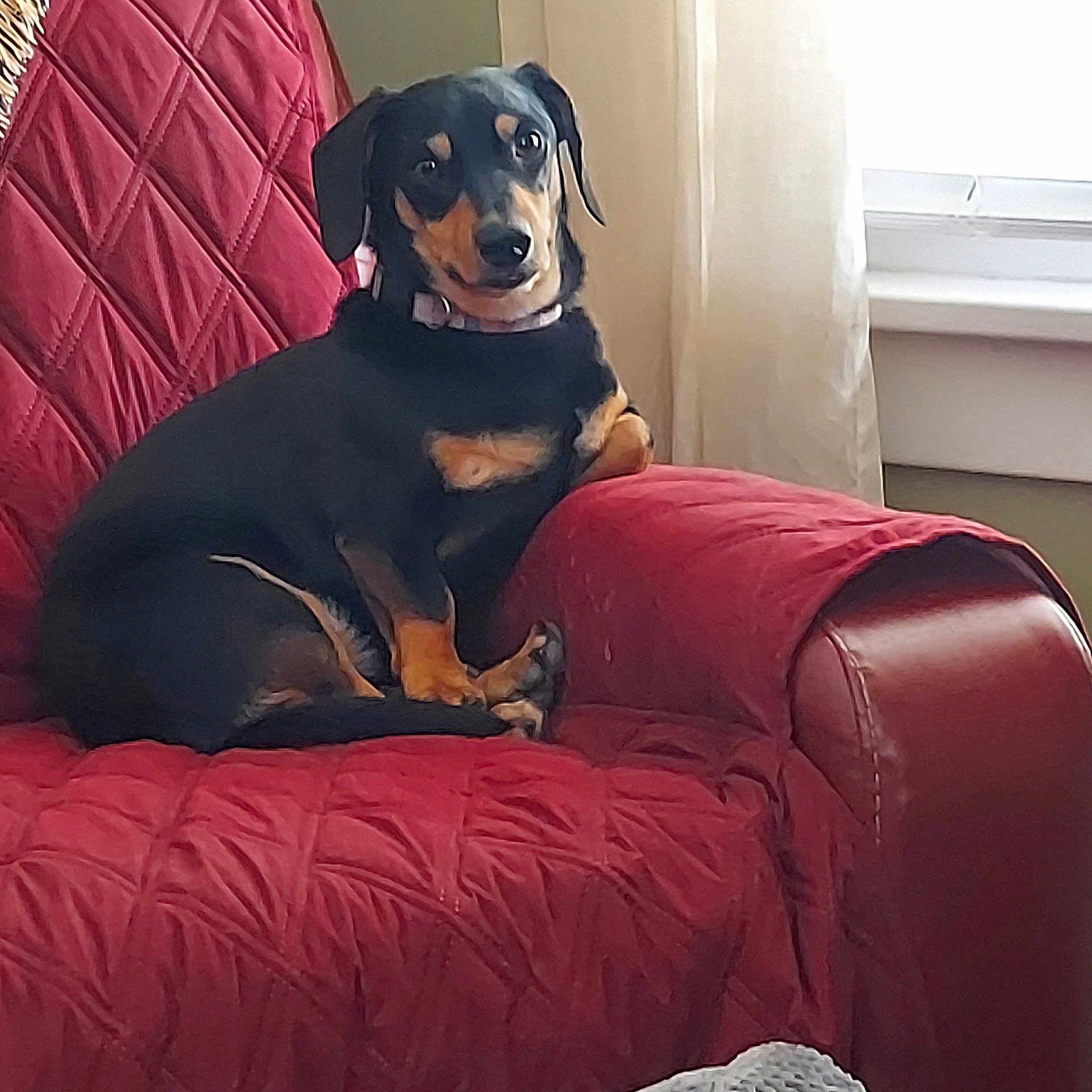 Winston joined the competition — help win amazing prizes! animal, armchair, black_and_tan, canine, companion, cozy, curtains, dog, domestic, furniture, home, indoor, looking, pet, portrait, quilted, red, relaxed, sitting, window