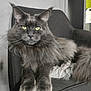 cat, gray_cat, fluffy, green_eyes, chair, indoor, pet, feline, long_fur, relaxed, paw, whiskers, animal, domestic_cat, portrait, sitting, closeup, cute, furry, house