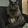 cat, fluffy, yellow_eyes, feline, pet, indoor, furniture, cushion, gray, long_hair, sitting, portrait, cozy, furry, looking_at_camera, animal, domestic_animal, relaxed, home, chair