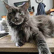 Pomme participe au concours pour gagner de l'argent avec cette photo : cat, gray_cat, fluffy, indoor, table, paw, wooden_table, relaxed, feline, household, clock, furniture, pet, mammal, closeup, animal, domestic, green_eyes, whiskers, portrait
