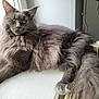 cat, gray_cat, fluffy, long_hair, windowsill, indoor, pet, feline, relaxed, natural_light, window, animal, mammal, whiskers, tail, paw, resting, closeup, domestic_animal, looking