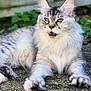 cat, fluffy, long_hair, yellow_eyes, outdoor, stone_surface, relaxed, animal, pet, feline, whiskers, ears, mouth_open, nature, greenery, fur, close_up, paw, mammal, resting