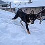 animal, black_dog, canine, cold, daylight, dog, energetic, fence, house, nature, outdoor, pet, playful, roof, snow, snowy_ground, stone_wall, tan_markings, trees, winter