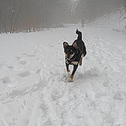 Balisto participe au concours pour gagner de l'argent avec cette photo : animal, canine, cold, daytime, dog, fog, forest, fur, leash, nature, outdoor, path, person, playful, running, snow, trail, trees, walking, winter