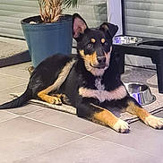 Balisto a rejoint le concours — aidez-le/la à gagner de superbes lots ! dog, pet, indoor, floor, tile, plant, potted_plant, mat, animal, canine, fur, black_and_tan, ears, eyes, bowl, water_bowl, relaxed, lying_down, curious, home