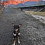 animal, bridge, canine, cloud, collar, dog, grass, landscape, leash, mountain, nature, outdoor, pathway, pet, road, scenic, sky, sunset, tree, water