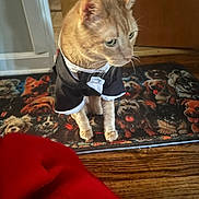 Joey is registered to the contest to win money with this photo: cat, orange_tabby, tuxedo, pet_clothing, mat, dog_pattern, wooden_floor, indoor, curious, animal, domestic_cat, feline, flooring, red_fabric, decor, standing, close_up, household, cute, costume
