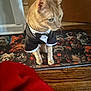 cat, orange_tabby, tuxedo, pet_clothing, mat, dog_pattern, wooden_floor, indoor, curious, animal, domestic_cat, feline, flooring, red_fabric, decor, standing, close_up, household, cute, costume