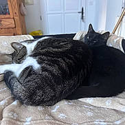 Misu participe au concours pour gagner de l'argent avec cette photo : cat, cats, tabby_cat, black_cat, cuddling, sleeping, blanket, pet_bed, fur, tail, paw, indoor, cozy, wooden_cabinet, door, radiator, bedroom, resting, pair, domestic_pet