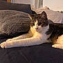 Misu participe au concours pour gagner de l'argent avec cette photo : cat, tabby_cat, domestic_cat, pet, feline, white_paws, whiskers, ears, eyes, fur, relaxed, cozy, couch, blanket, pillow, indoor, portrait, close_up, lying_down, home