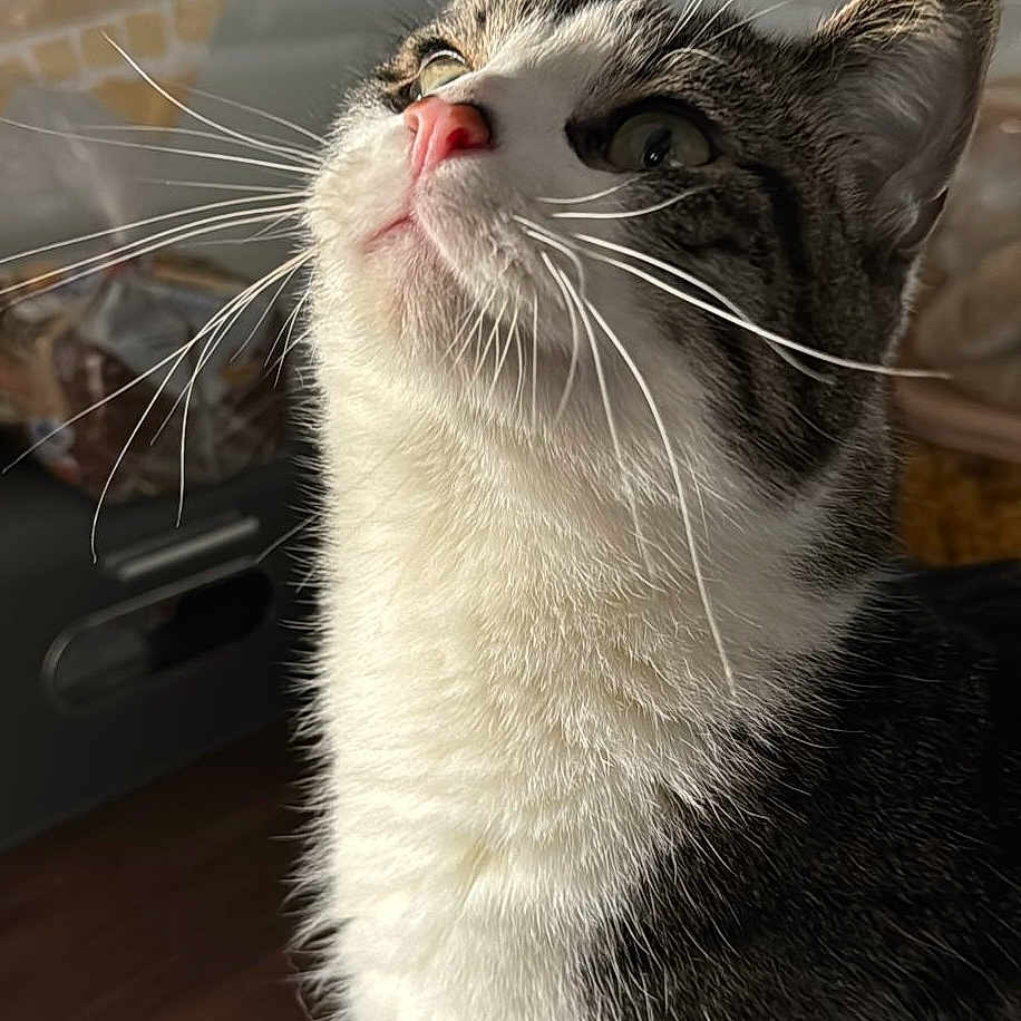 Misu a rejoint le concours — aidez-le/la à gagner de superbes lots ! cat, close_up, curious, domestic_animal, ears, feline, fur_texture, gray_fur, hardwood_floor, indoor, kitchen, looking_up, natural_light, pet, pink_nose, portrait, tabby_cat, tiled_backsplash, whiskers, white_fur