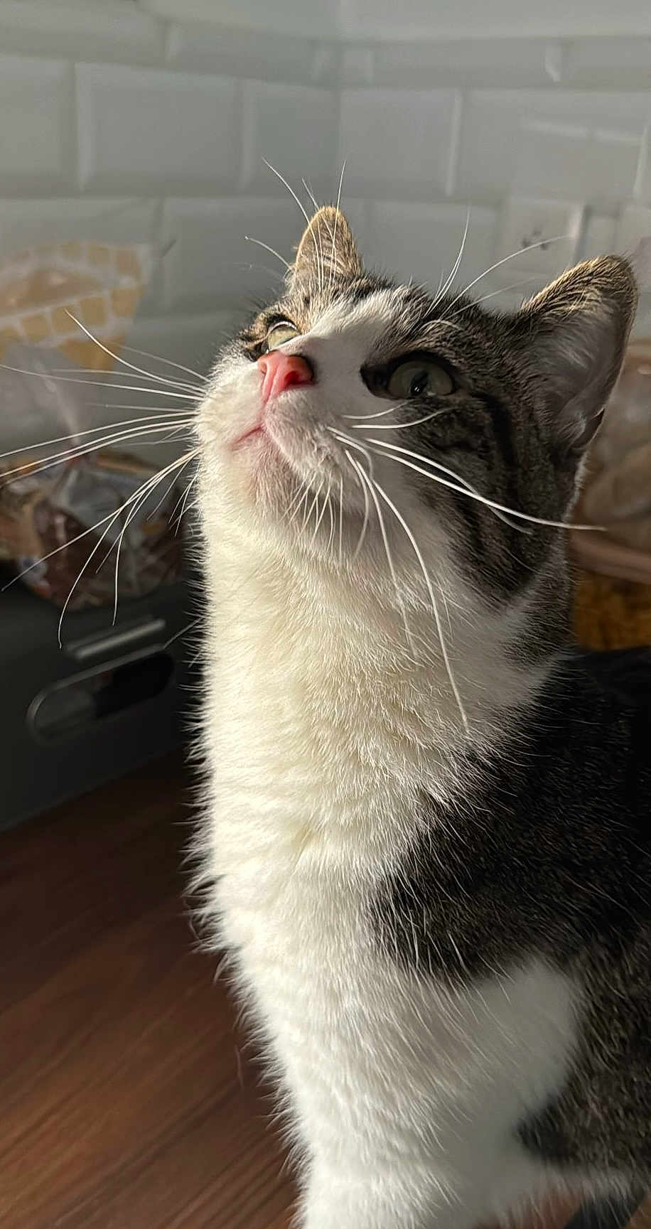Misu a rejoint le concours — aidez-le/la à gagner de superbes lots ! cat, tabby_cat, pet, feline, whiskers, close_up, portrait, indoor, kitchen, tiled_backsplash, pink_nose, white_fur, gray_fur, curious, looking_up, ears, fur_texture, hardwood_floor, natural_light, domestic_animal